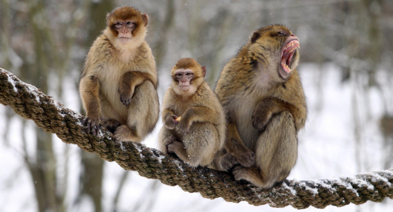 Primates, monos. Foto: NA.