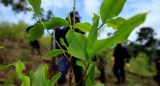 Narcodeforestación. Foto: EFE