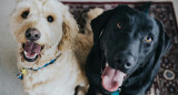 Perros. Foto: Unsplash