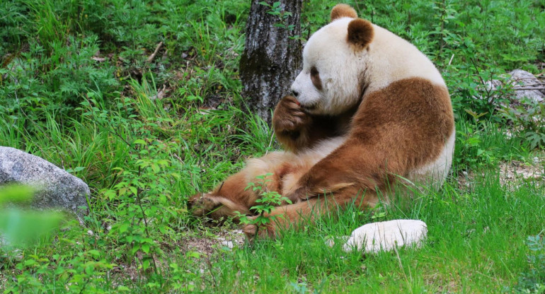 Panda pardo. Foto: X