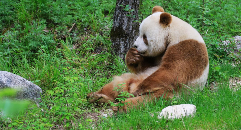 Panda pardo. Foto: X