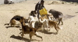 Refugio de animales en Gaza. Foto: captura video Viory.