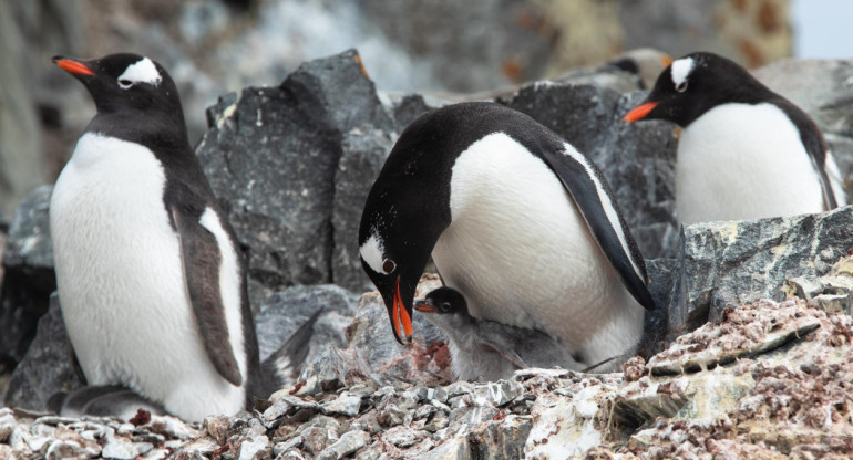 Pingüinos, Antártida. Foto: EFE.