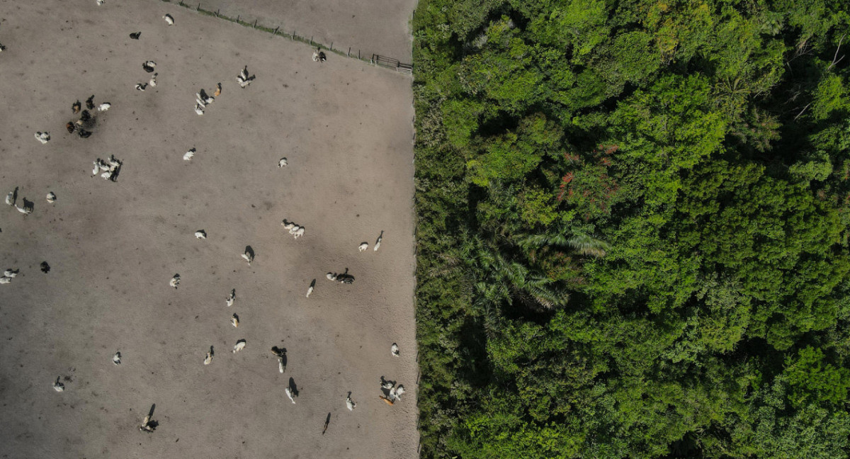 Deforestación en la Amazonía brasileña. Foto: EFE.