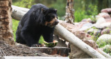 Preocupación por el oso andino en Bolivia. Foto: EFE