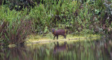 Descubrieron una nueva especie de mamífero en Perú. Foto: EFE.