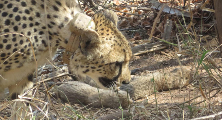 Nacimiento de guepardos en India. Foto: EFE.