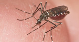 Hembra adulta de un Aedes aegypti, el mosquito transmisor de la fiebre amarilla. Foto: EFE.