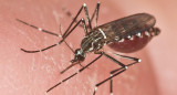 Hembra adulta de un Aedes aegypti, el mosquito transmisor de la fiebre amarilla. Foto: EFE.