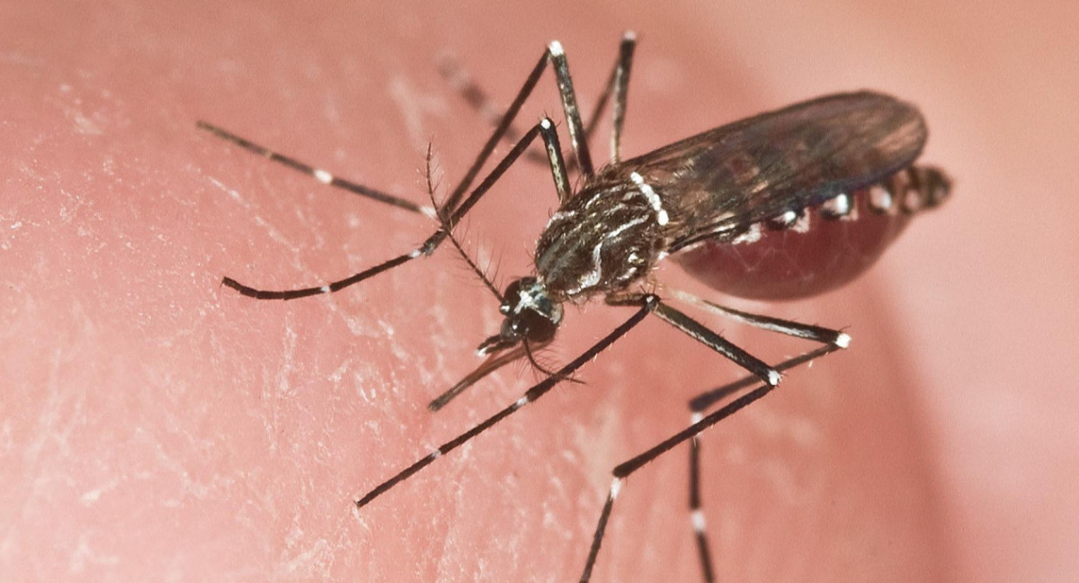 Hembra adulta de un Aedes aegypti, el mosquito transmisor de la fiebre amarilla. Foto: EFE.
