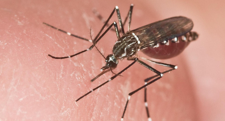Hembra adulta de un Aedes aegypti, el mosquito transmisor de la fiebre amarilla. Foto: EFE.