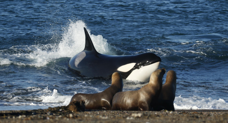 Temporada de orcas en la Península de Valdés . Foto: X/@infosuractual