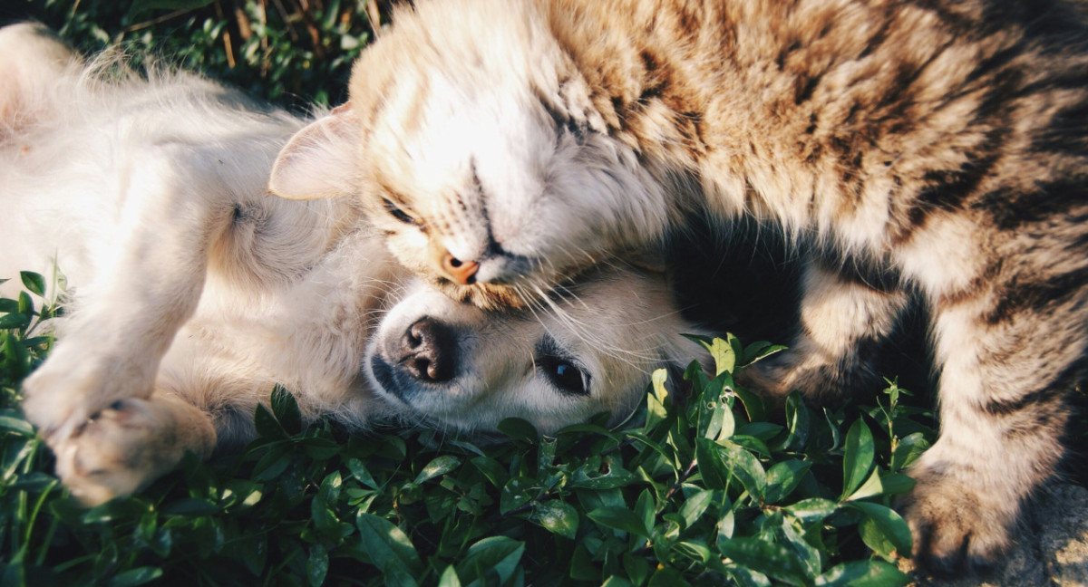 Perros y gatos. Foto: Unsplash