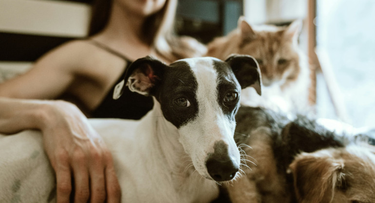 Perros y gatos. Foto: Unsplash