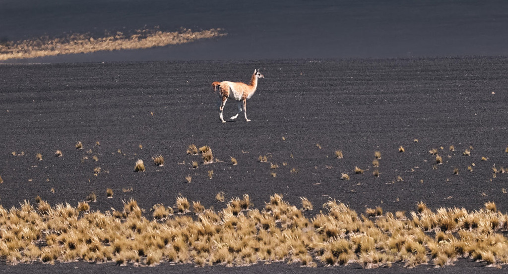 Guanaco en el parque provincia La Payunia, en Malargue, Argentina. Foto: EFE.