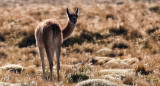 Guanaco en el parque provincia La Payunia, en Malargue, Argentina. Foto: EFE.