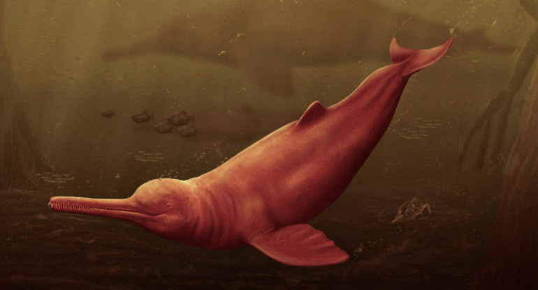 Descubren una nueva especie de delfín. Foto EFE.