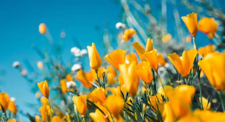 Flores amarillas. Foto: Unsplash