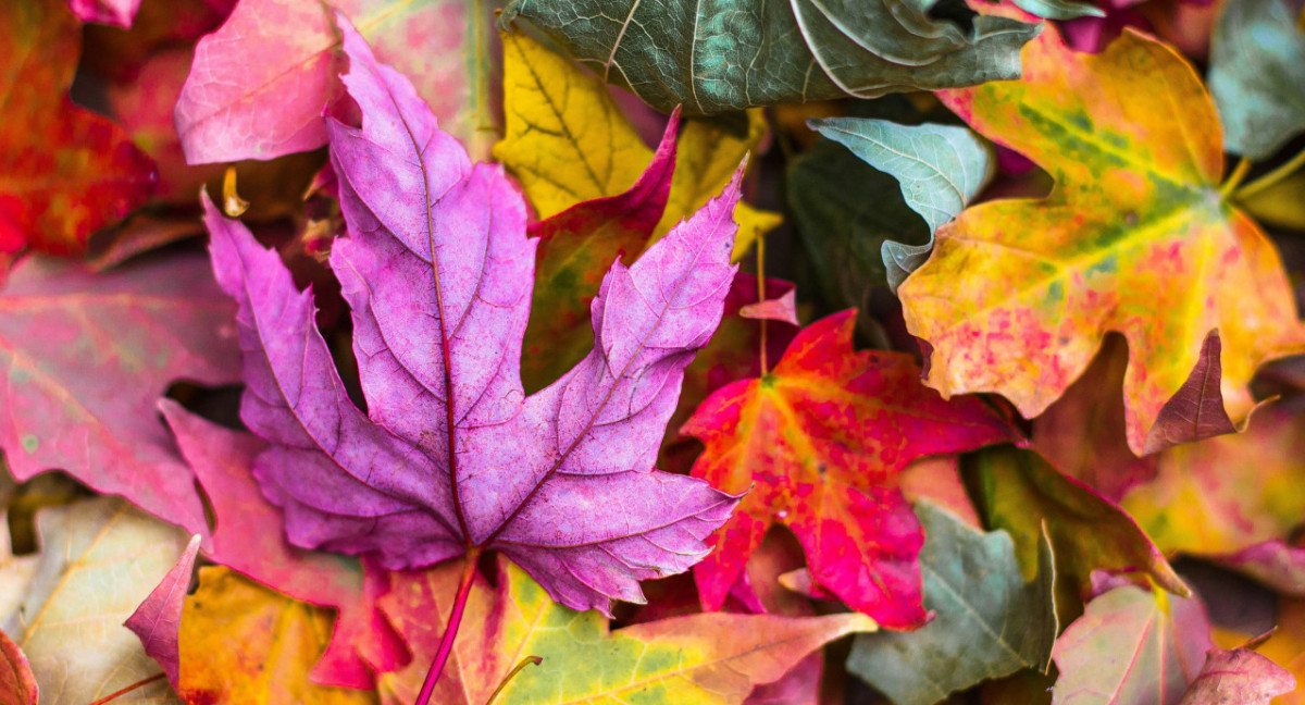 Época de otoño: el ritual efectivo que se recomienda para una