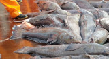 Pesca de merluza negra en Argentina. Foto: merluzanegraargentina.org.