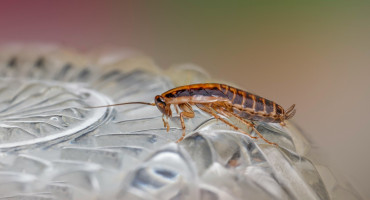 Cucarachas, insectos. Foto Unsplash.