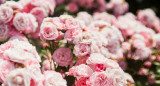 Rosas, plantas, jardin. Foto Unsplash.