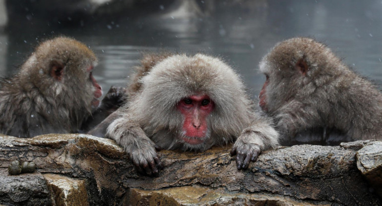 Macacos japoneses. Foto: EFE.