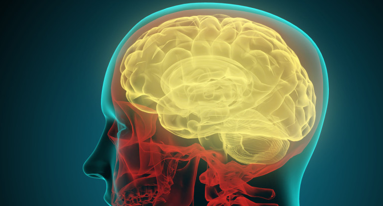 Cerebro. Foto: Alamy, Reuters