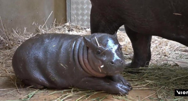 Un hipopótamo pigmeo recién nacido en Grecia. Foto: Captura de pantalla/ Viory.