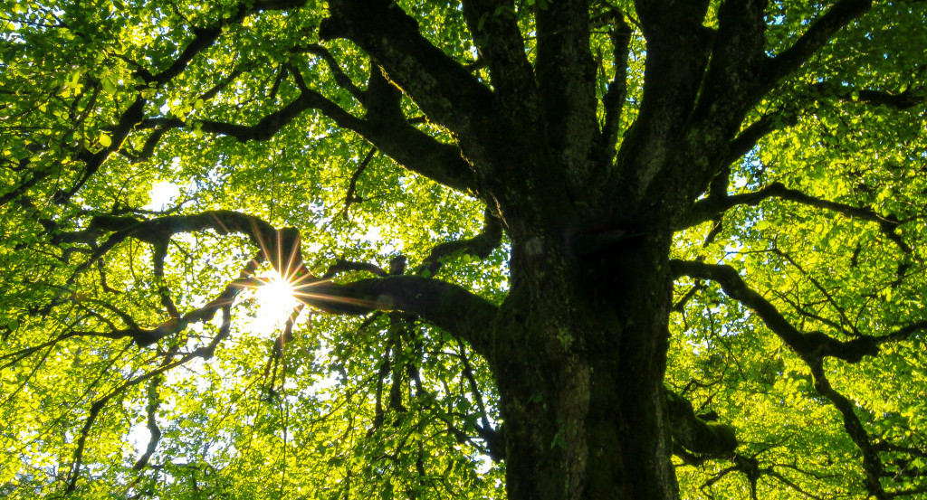 Árboles. Foto: Unsplash.