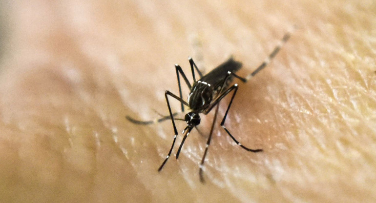 Mosquito; dengue. Foto: NA.