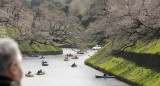 Cerezos en Japón. Foto: EFE.