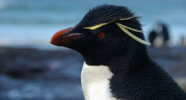 Pingüino de penacho amarillo. Foto: Wikipedia.