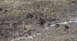 Caballos salvajes, Australia. Foto: EFE