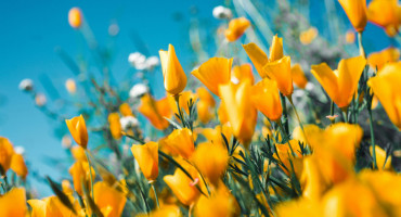 Flores. Foto: Unsplash