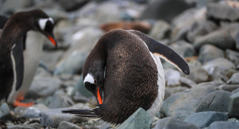 Pingüino antártico. Foto: EFE