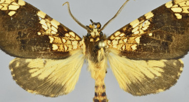 Descubren una nueva especie de mariposa en Machu Picchu. Foto: EFE