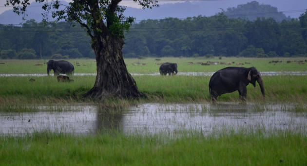 Elefantes en India. Foto: EFE.