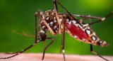 Aedes aegypti, transmite el dengue y la fiebre chikungunya. Foto: NA.