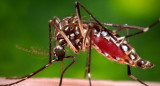 Aedes aegypti, transmite el dengue y la fiebre chikungunya. Foto: NA.