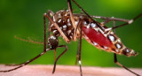 Aedes aegypti, transmite el dengue y la fiebre chikungunya. Foto: NA.