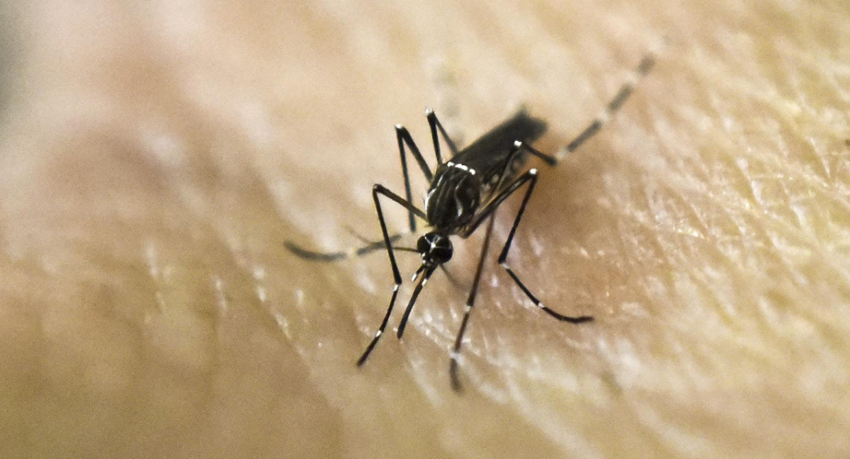 Aedes aegypti, transmite el dengue y la fiebre chikungunya. Foto: NA.