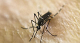 Aedes aegypti, transmite el dengue y la fiebre chikungunya. Foto: NA.