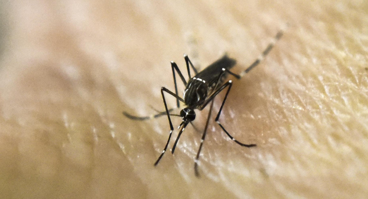 Aedes aegypti, transmite el dengue y la fiebre chikungunya. Foto: NA.