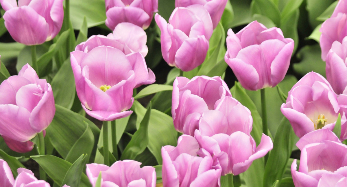 Tulipanes. Foto: Unsplash