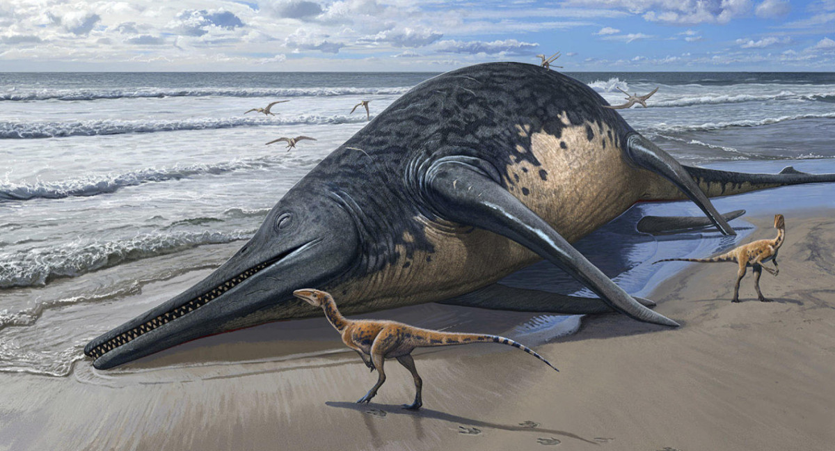 El "ictiosaurio gigante", el reptil marino mas grande de la tierra. Foto: EFE