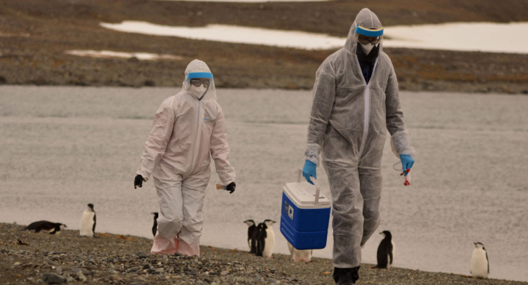 La OMS advierte sobre la propagación de la gripe aviar en mamíferos y humanos. Foto: Reuters.