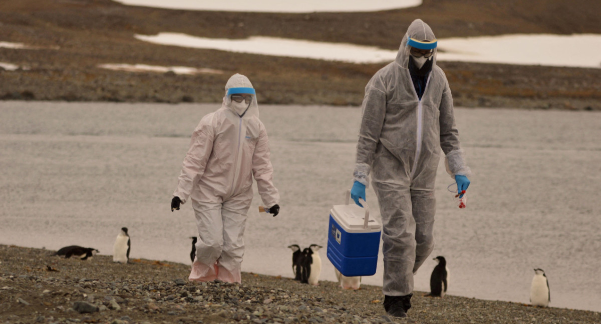 La OMS advierte sobre la propagación de la gripe aviar en mamíferos y humanos. Foto: Reuters.