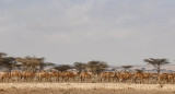 Ola de calor en África. Foto: EFE