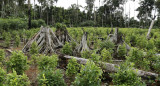 Amazonia. Foto: EFE